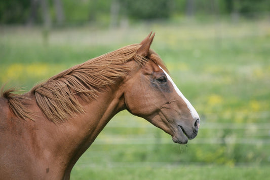 brown horse with trees in background