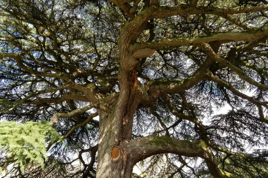 Rooted in Langauge colored tree logo