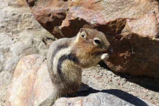 Chipmunk with a nut in mouth